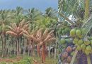 TN Farmers Urge Government for Urgent Help as 28 Lakh Diseased Coconut Trees in Coimbatore Face Removal